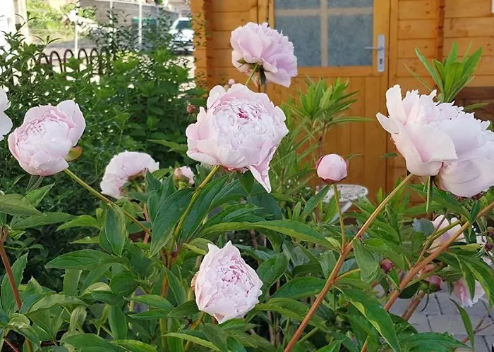 Julia 4* 코베른곤도르프